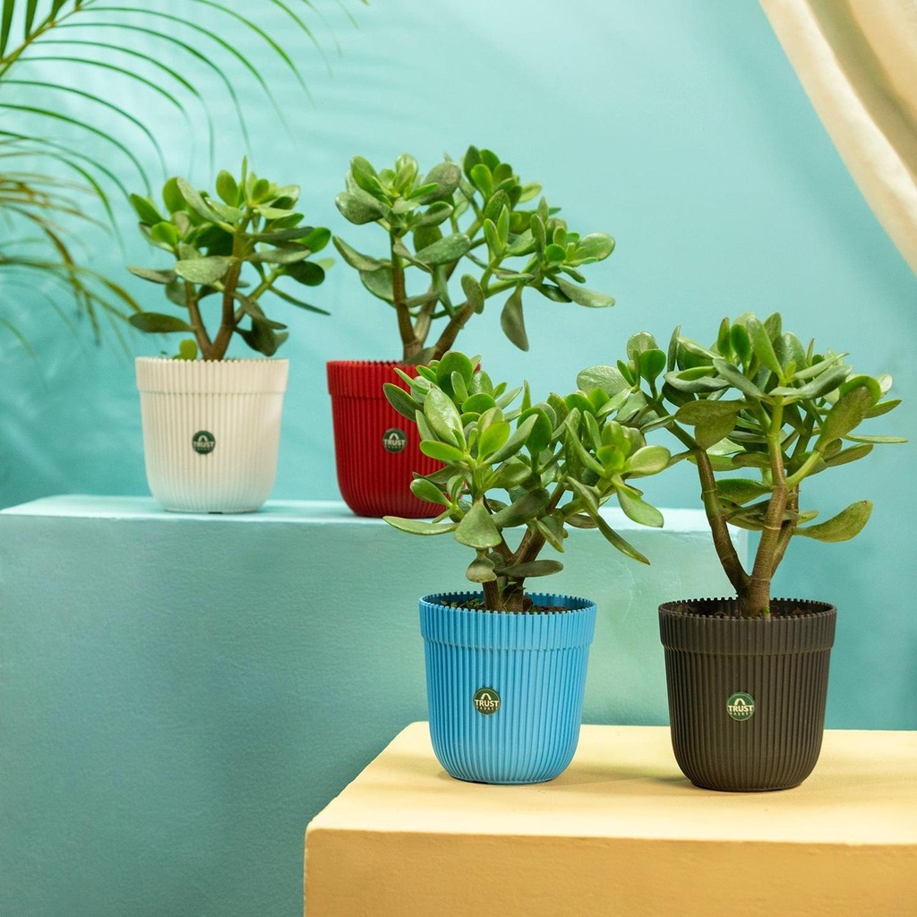 [T3527] TrustBasket Rim Pot 5 inch Table Top Planter Pot (Pack of 4) (Set of 4)