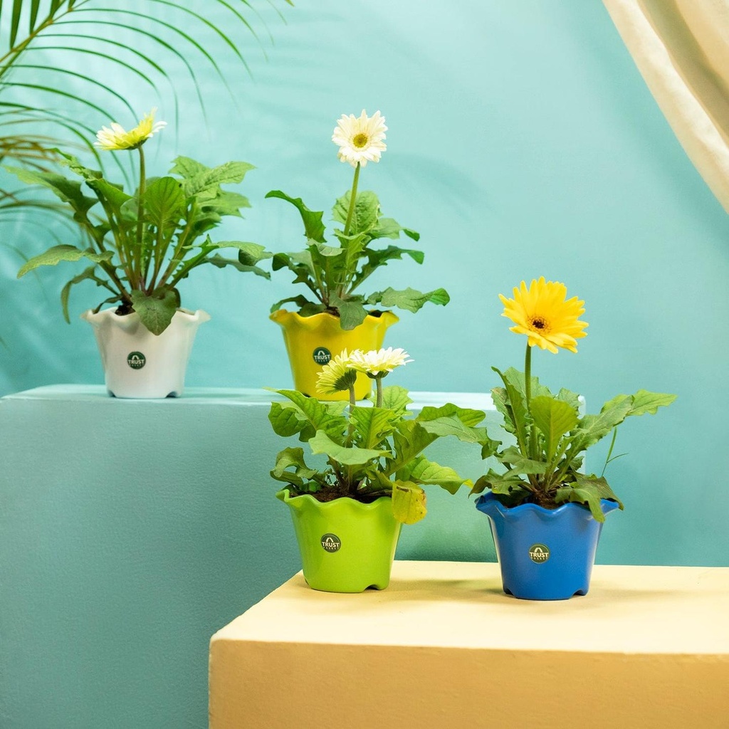 [T3529] TrustBasket Blossom Pot 6-inch Table Top Planter Pot (Pack of 4) (Set of 4)