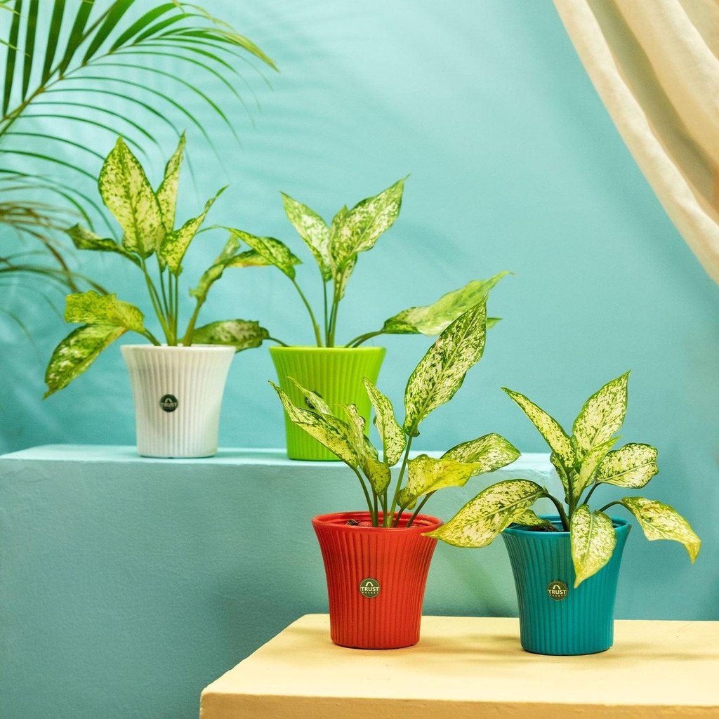 [T3530] TrustBasket Tancy Pot 6-inch Table Top Planter Pot (Pack of 4) (Set of 4)