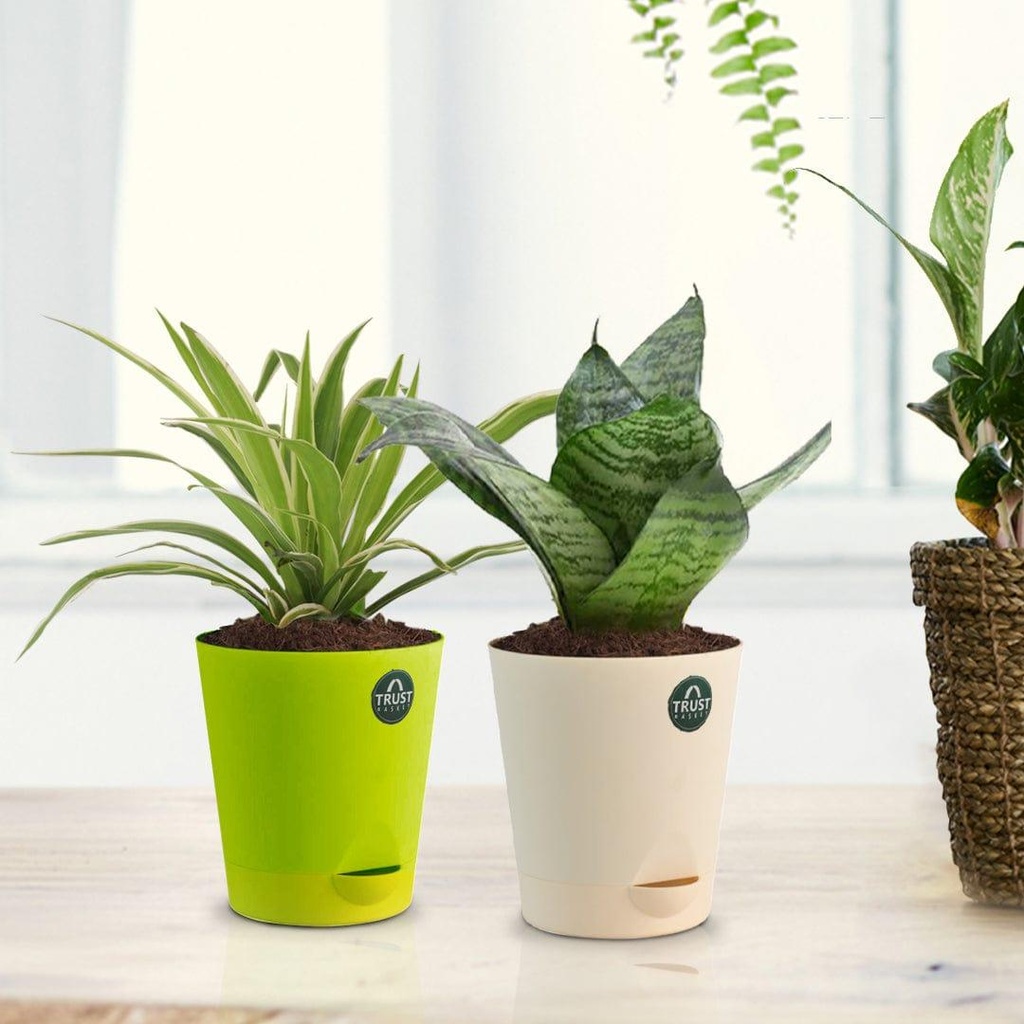 [T3354] Snake plant and Spider plant with Attractive Self Watering Pot (Assorted color pot)