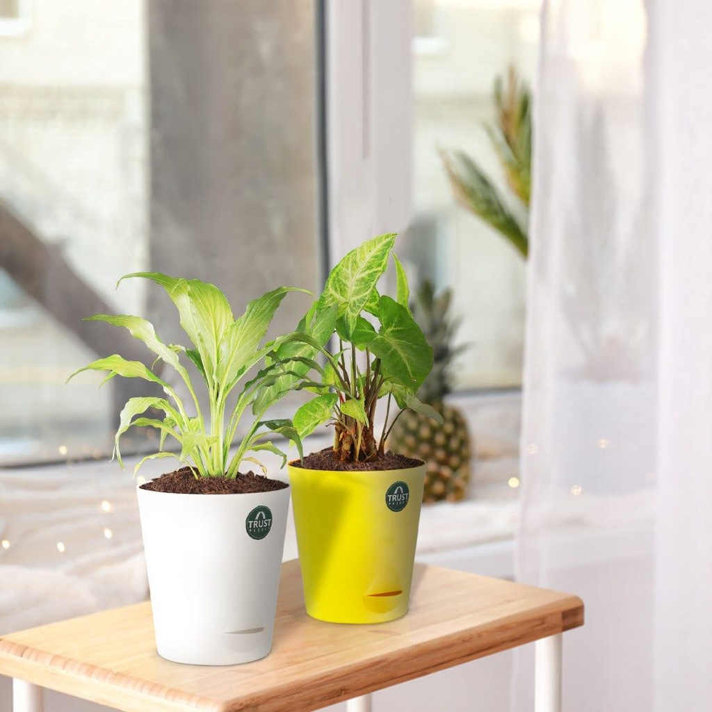 [T3363] Peace lily and Syngonium with Attractive Self Watering Pot (Assorted color pot)