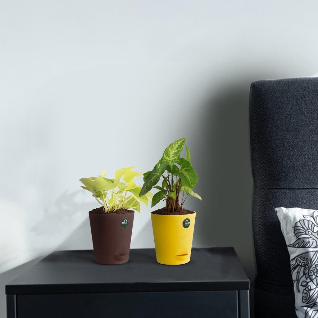 [T3362] Money plant and Syngonium with Attractive Self Watering Pot (Assorted color pot)