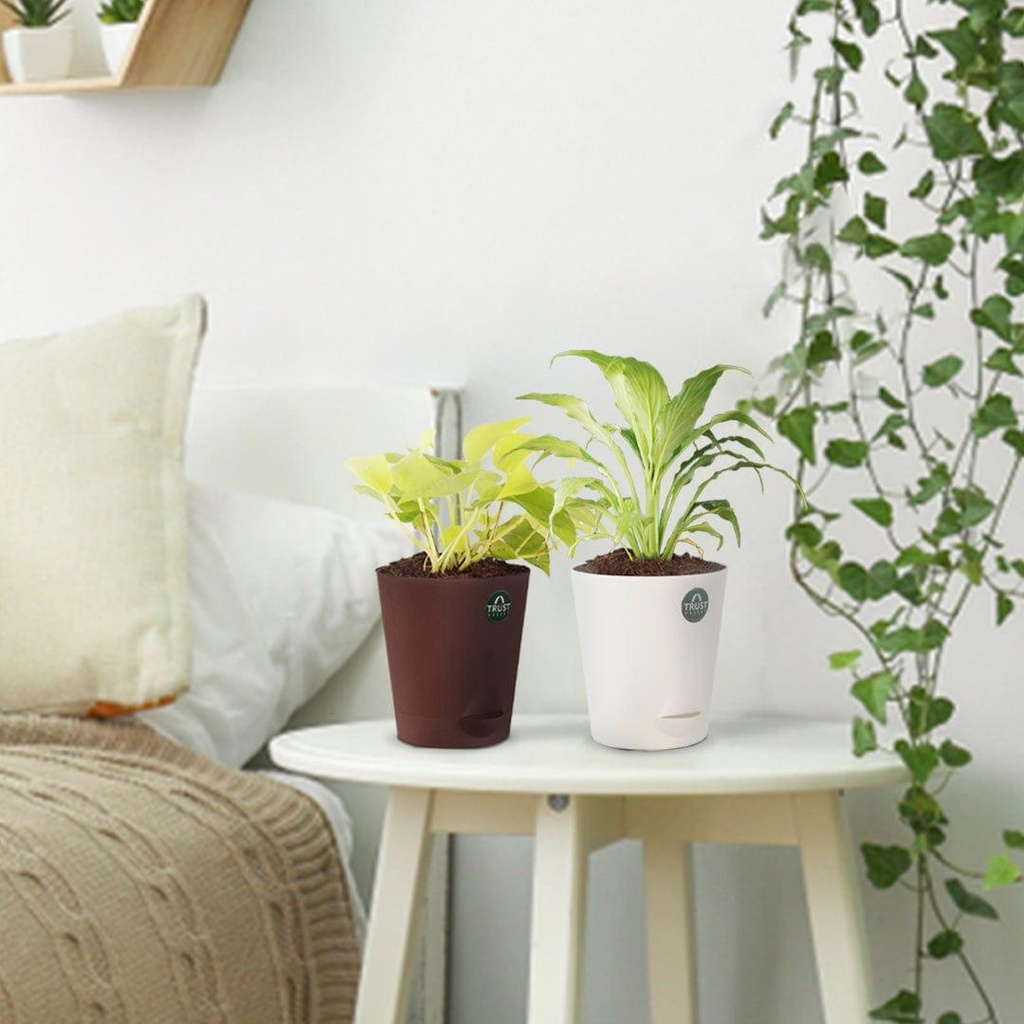 [T3361] Money plant and Peace lily with Attractive Self Watering Pot (Assorted color pot)