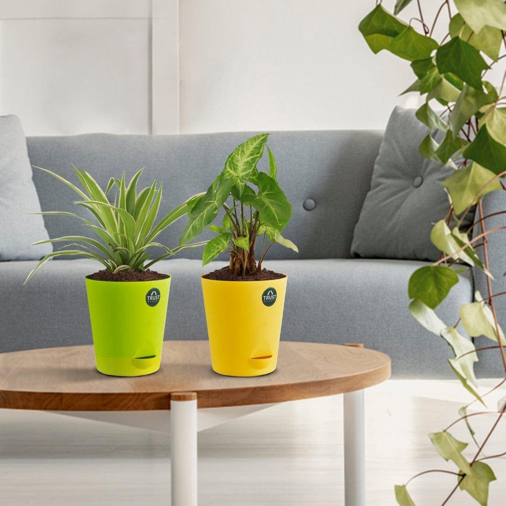 [T3360] Spider plant and Syngonium with Attractive Self Watering Pot (Assorted color pot)