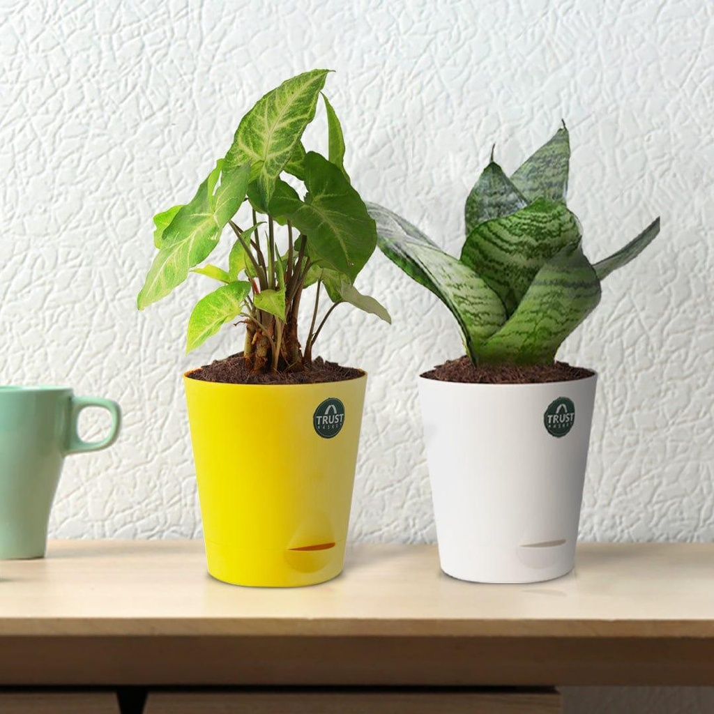 [T3357] Snake plant and Syngonium with Attractive Self Watering Pot (Assorted color pot)