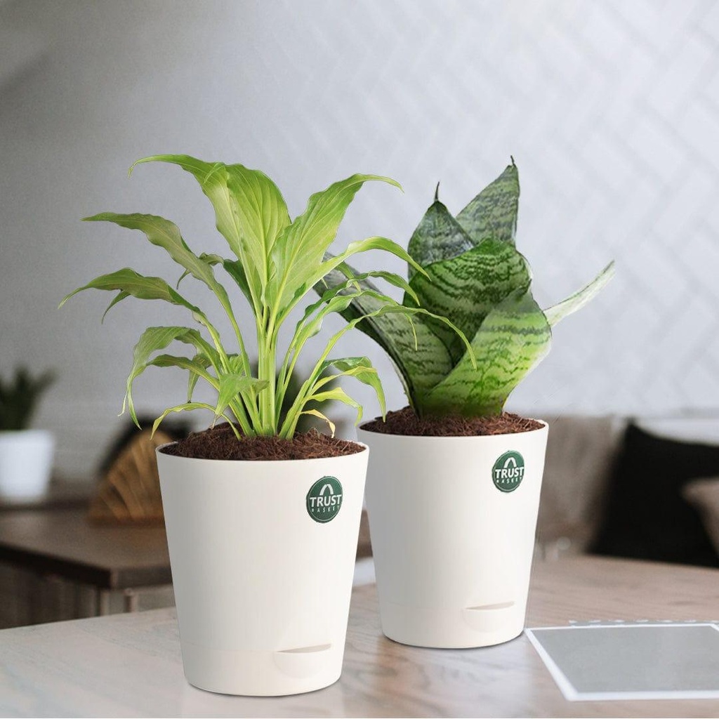[T3356] Snake plant and Peace lily with Attractive Self Watering Pot (Assorted color pot)
