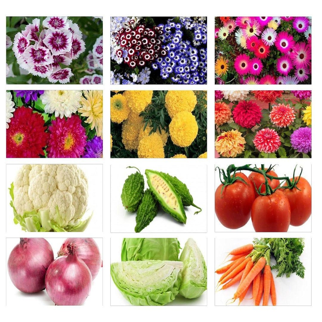 [T3224] Winter Vegetable and Flower Seeds Kit (Set of 12)