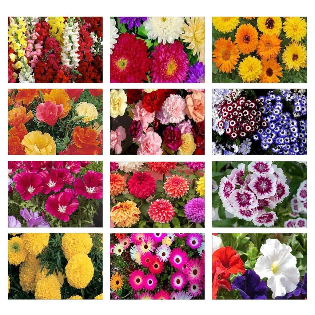 [T3223] Winter Flower Seeds Kit (Set of 12)