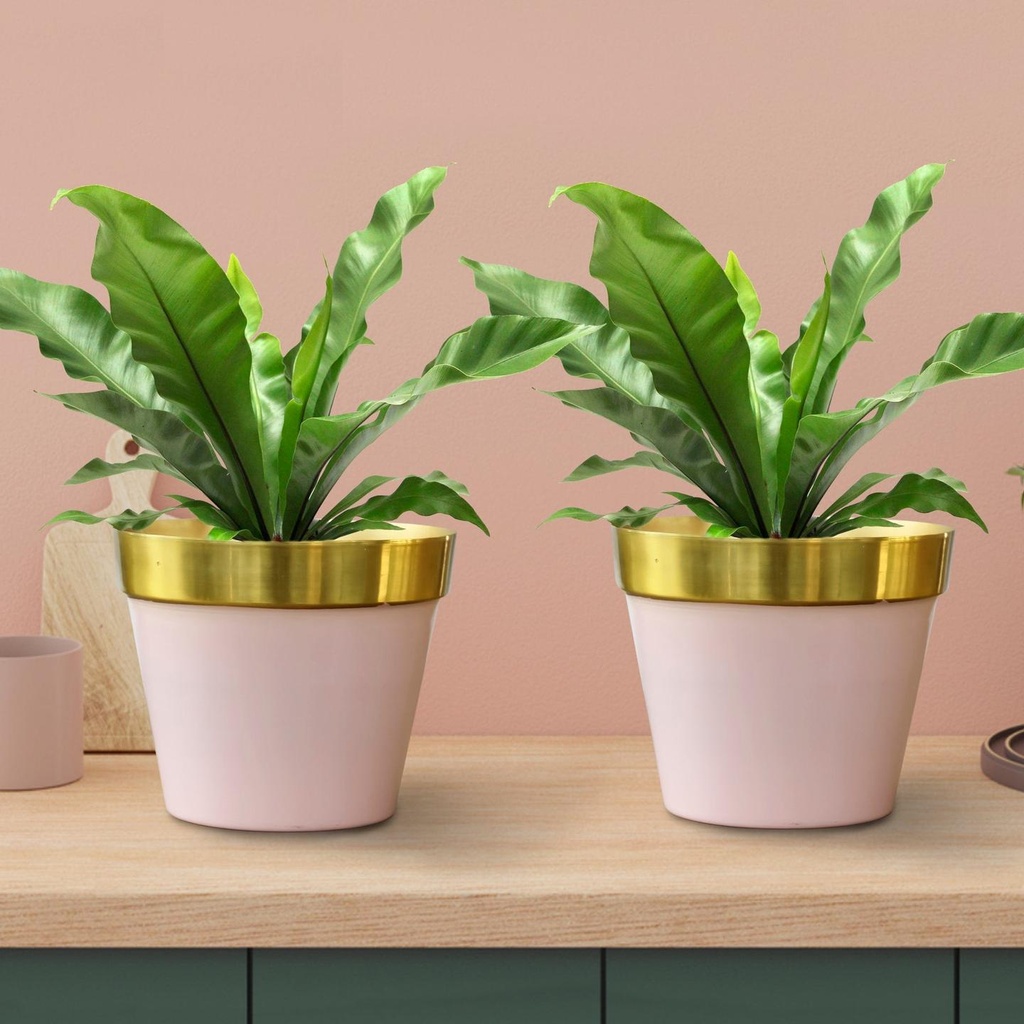 [T2911] Cypress Planters - Set of 2