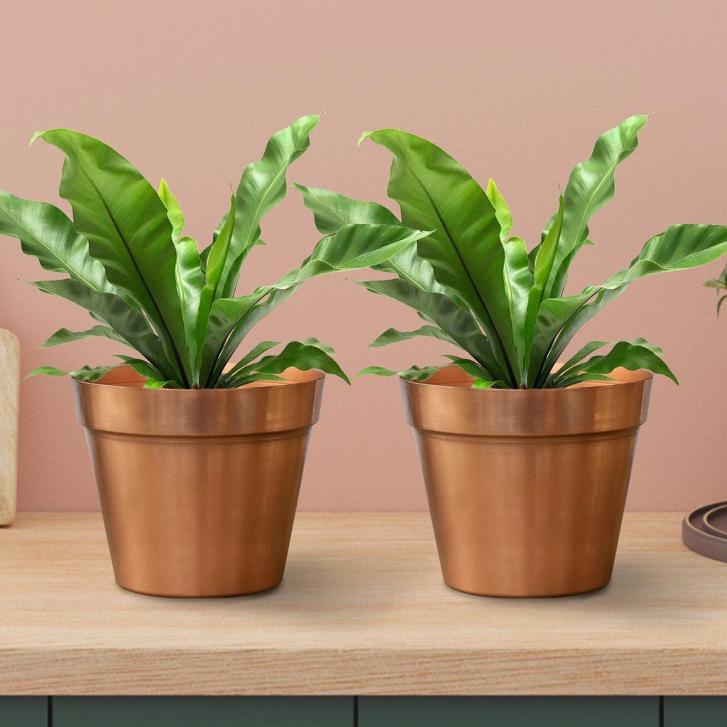 [T2912] Liana Planter - Set of 2