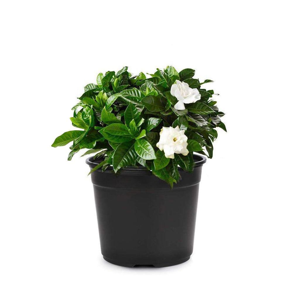 [T2996] Bhuvi Nursery Pots (Set of 10) (Black)