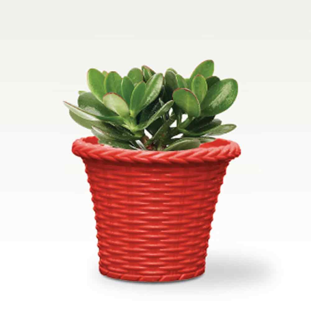 [T1375] 4 inch Round Succulent Planter (Set of 4)