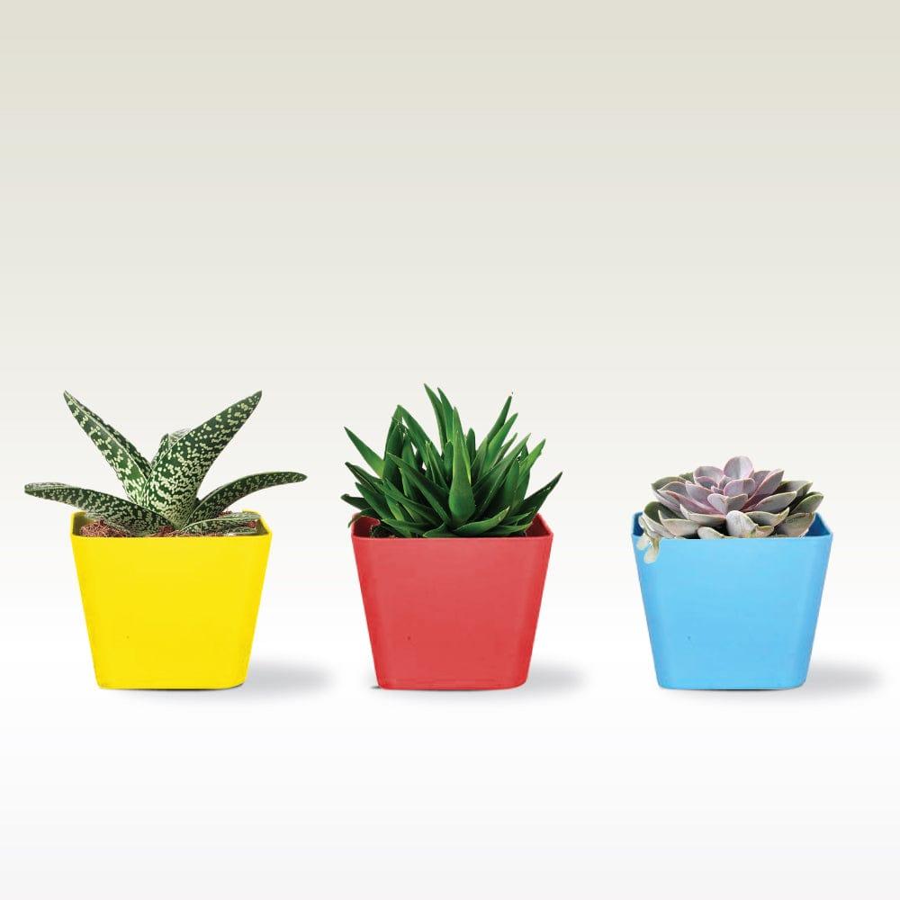 [T1374] 3.5 inch Square Succulent Planter(Red, Yellow and Teal )- Set of 3