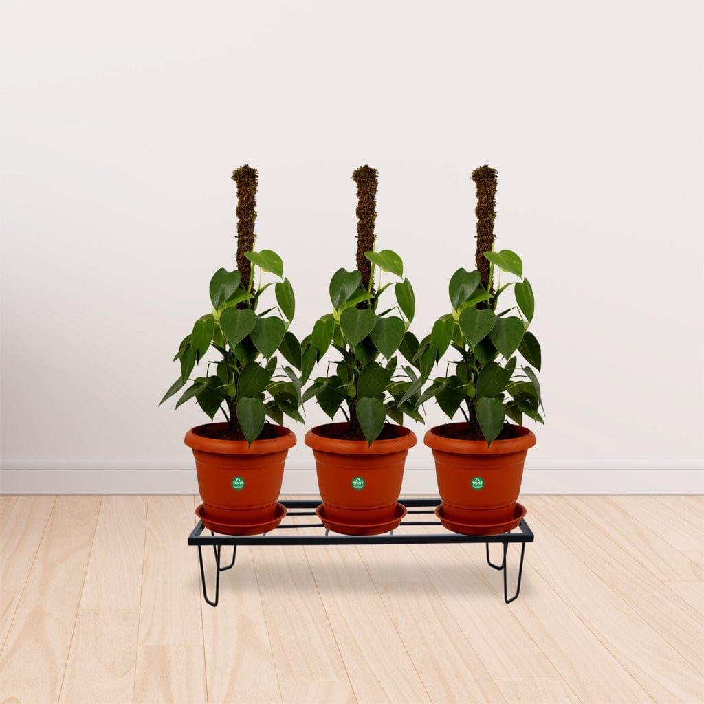 [T2777] Lantana Planter Stand (Set of 1)