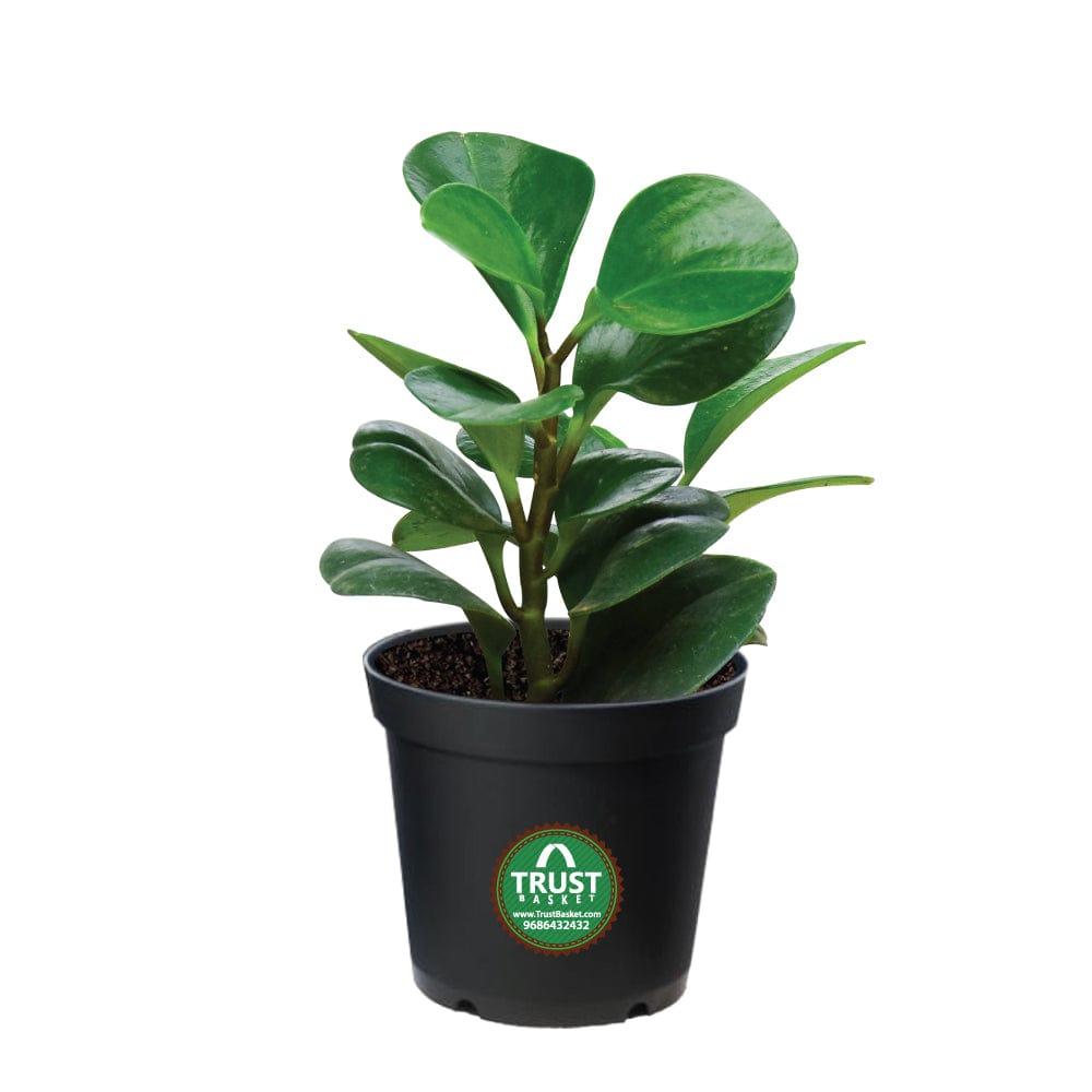 [T1182] Peperomia Plant in 4 inch Pot