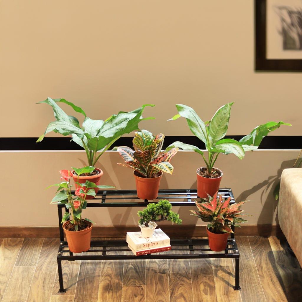 [T2579] 2 Step Stand for Multiple Plants and Pots Stand, Indoor Shelf Holder Rack, Gardening Stand, Indoor/Outdoor (Black)