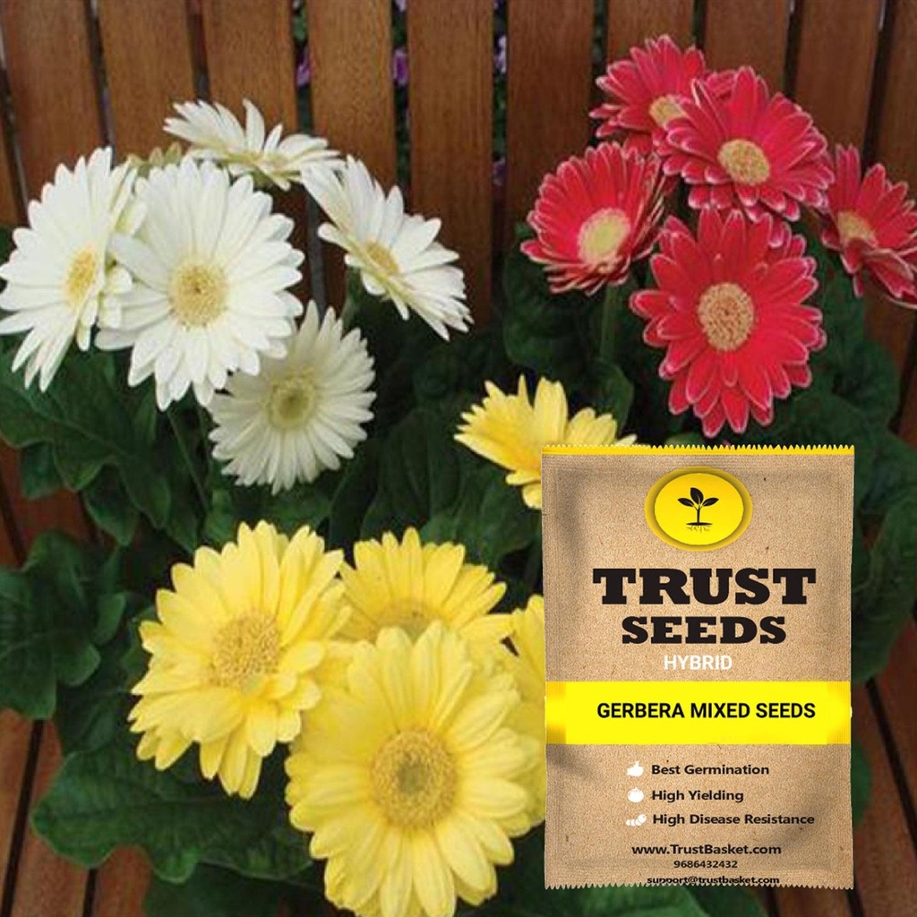 [SDHYFL4521] Gerbera mixed seeds (Hybrid)-Contains around 10 - 15 seeds