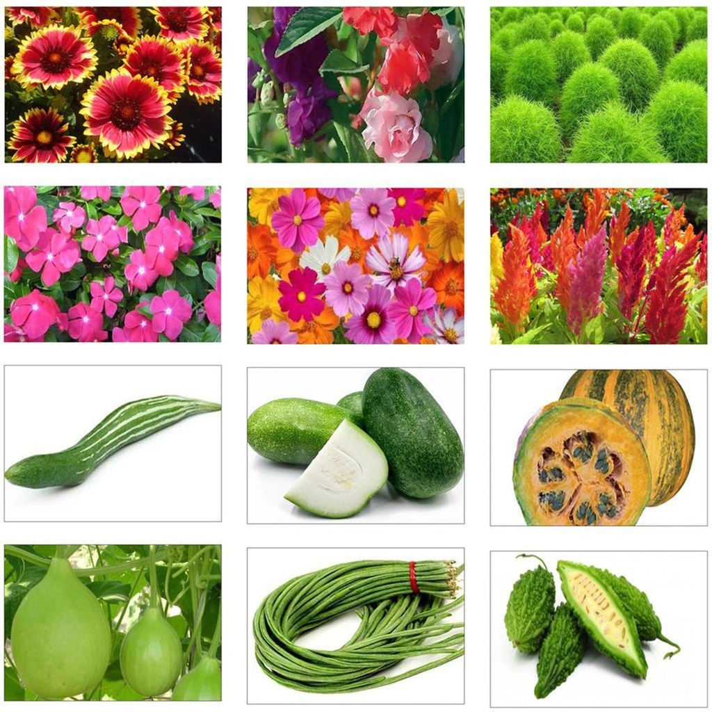 [T2074] Summer Vegetable and Flower Seeds Kit (Set of 12 Packets)