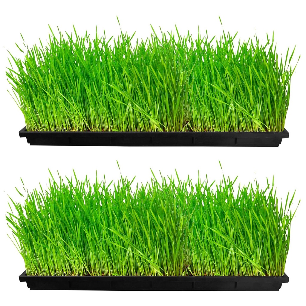 TrustBasket Wheat Grass Trays