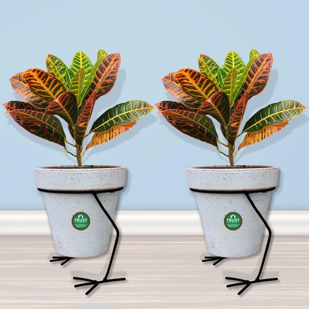 [T1345] Hen Planter Stand - Set of 2