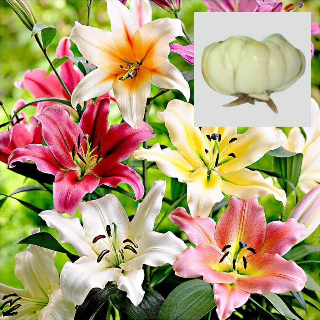 [T1280] Lilium Flower Bulbs
