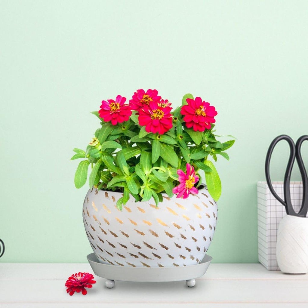 [T1331] Table Top Planter Bowl With Saucer (White)