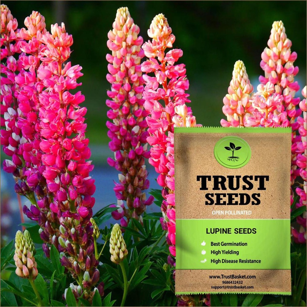 [TBSSS399] Lupine Seeds (OP)