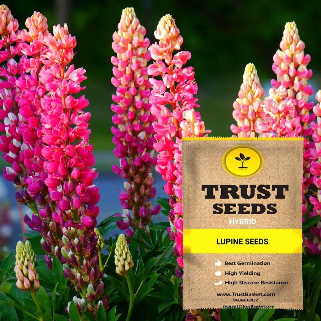 [TBSSS398] Lupine Seeds (Hybrid)