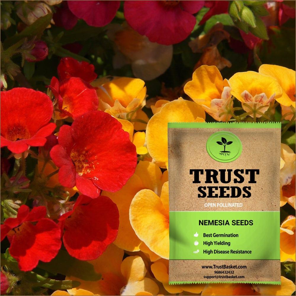 [TBSSS379] Nemesia Seeds (OP)