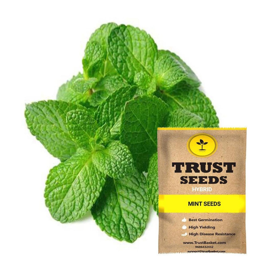 [SDHYGR5012] Mint Seeds (Hybrid)