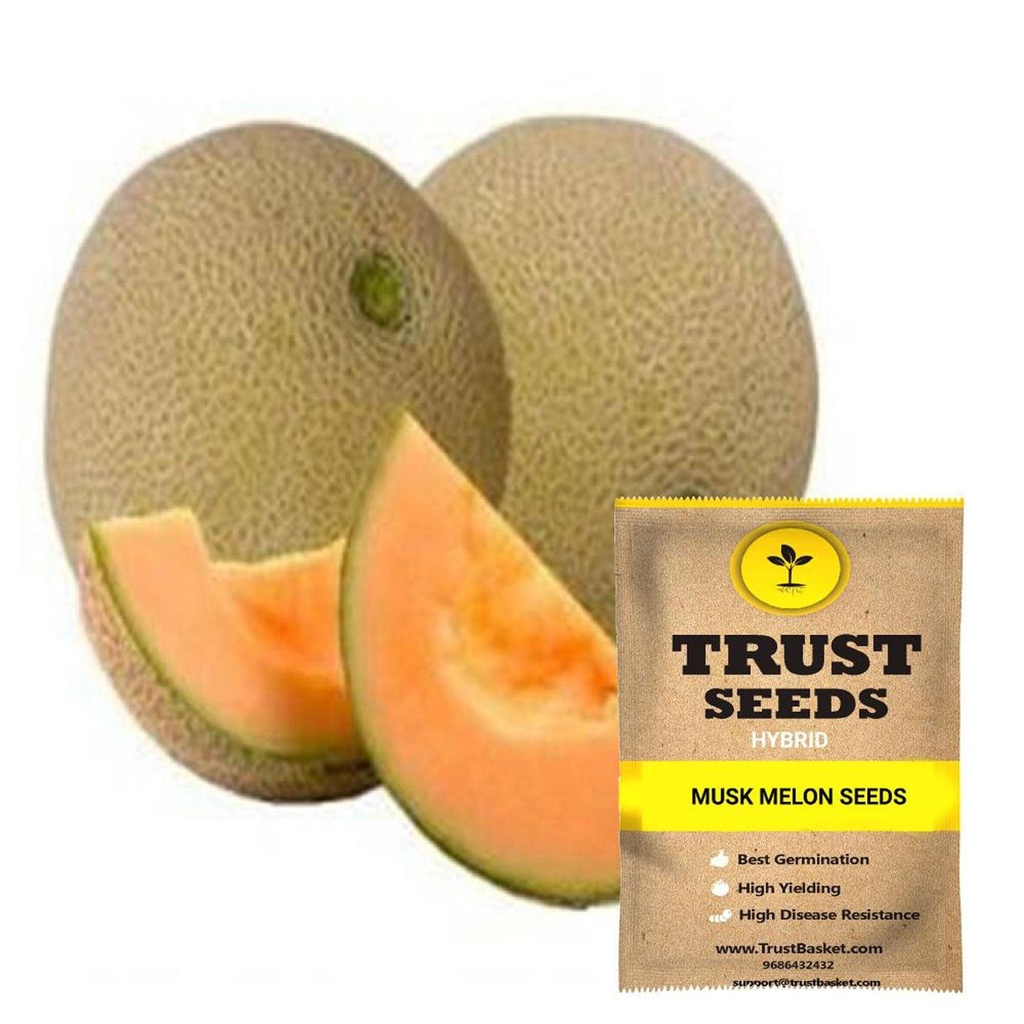 [SDHYGR5007] Musk melon seeds (Hybrid)