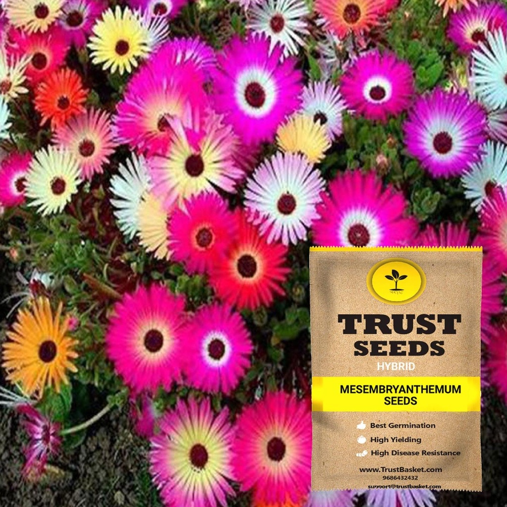 [SDHYFL4528] Mesembryanthemum seeds (Hybrid)