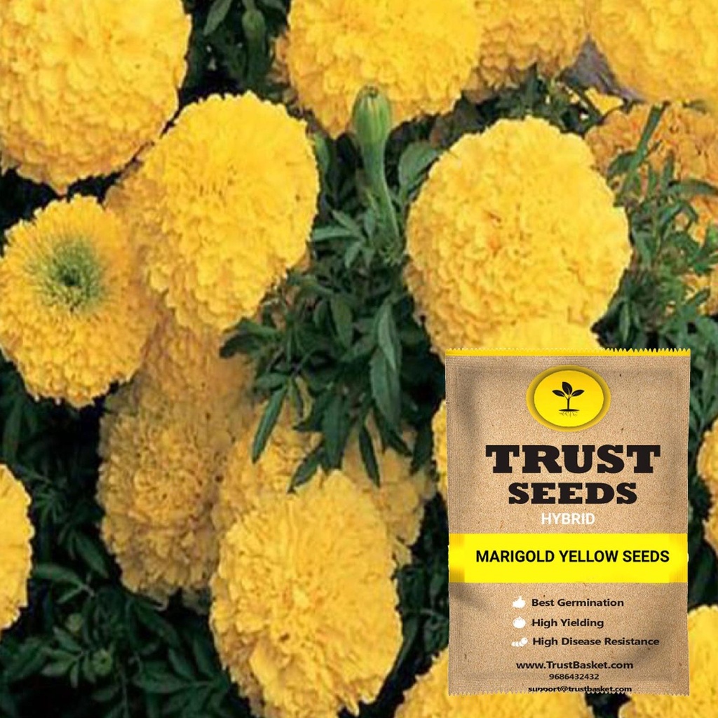 [SDHYFL4527] Marigold yellow seeds (Hybrid)