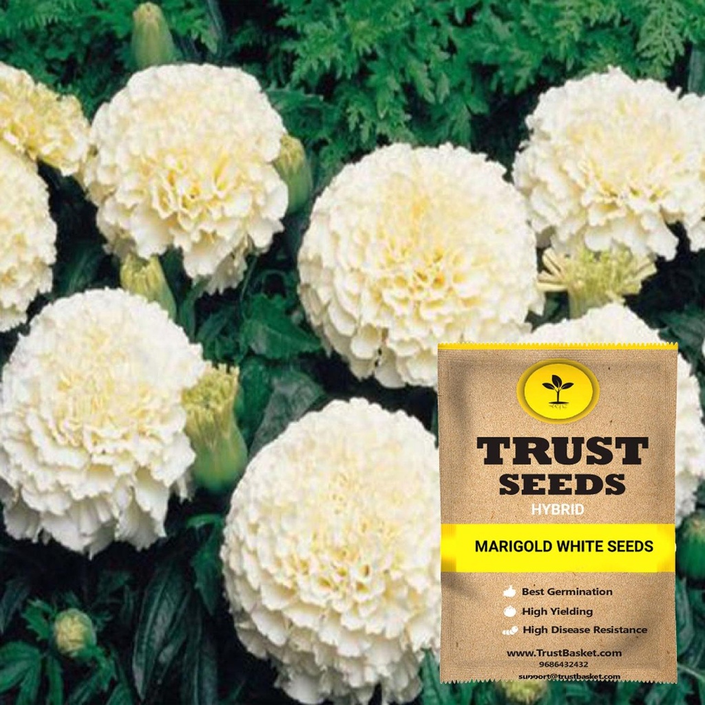 [SDHYFL4526] Marigold white seeds (Hybrid)