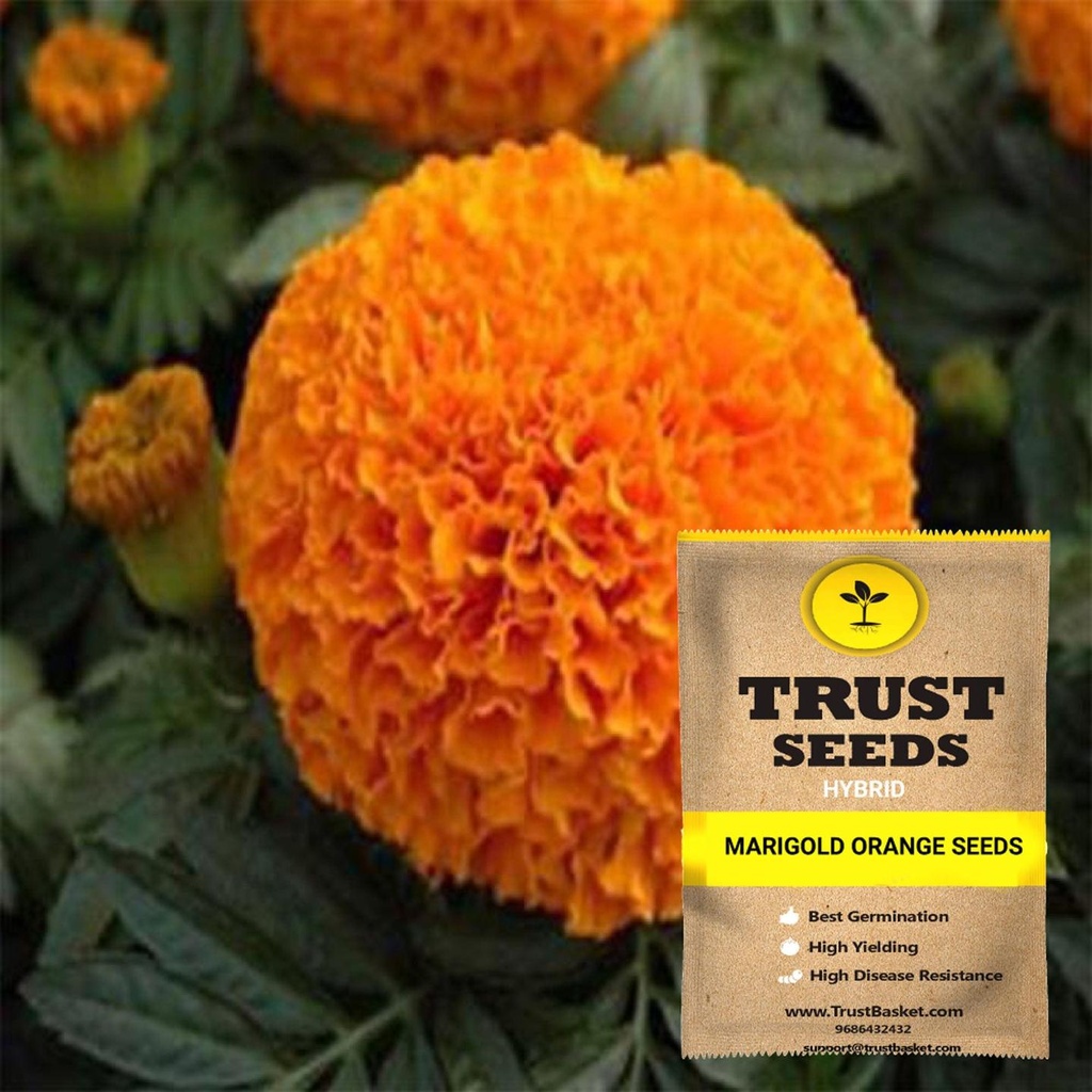[SDHYFL4525] Marigold orange seeds (Hybrid)