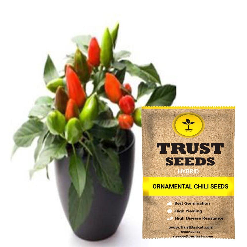 [SDHYVG4035] Ornamental chili seeds (Hybrid)