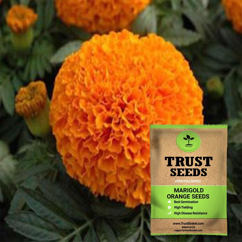 [SDOPFL1525] Marigold orange seeds (Open Pollinated)