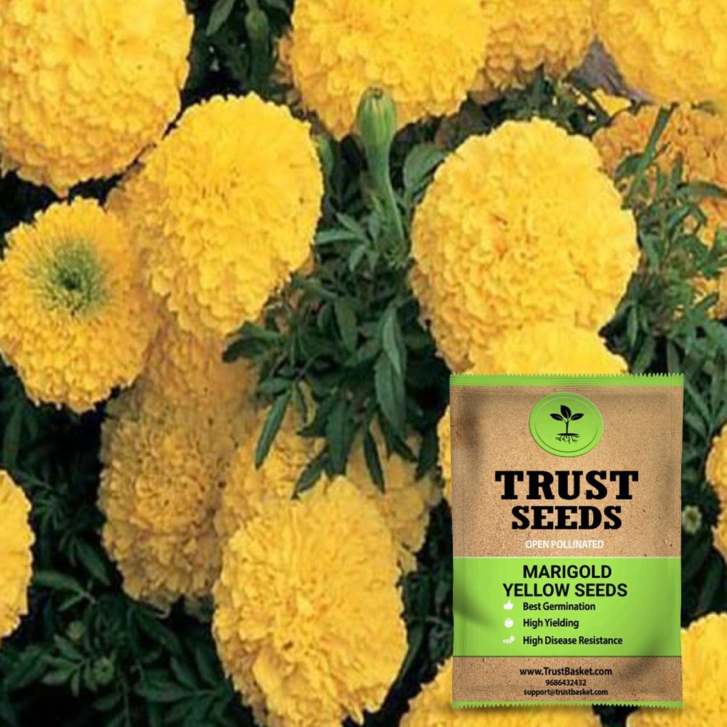 [SDOPFL1527] Marigold yellow seeds (Open Pollinated)