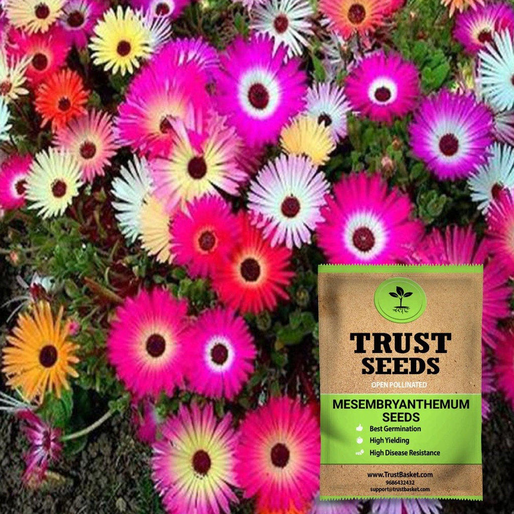 [TBSSS507] Mesembryanthemum/Ice plant seeds (OP)