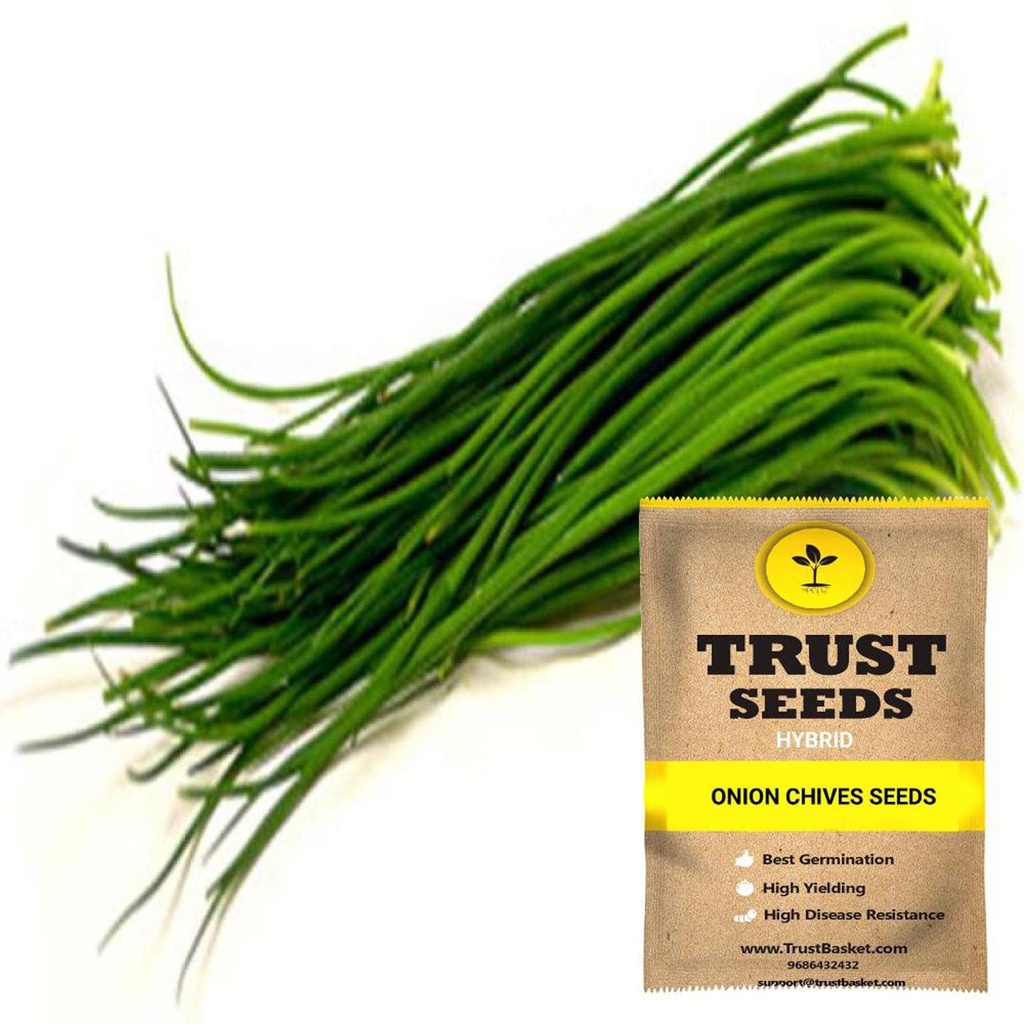 [SDHYGR5017] Onion Chives Seeds (Hybrid)