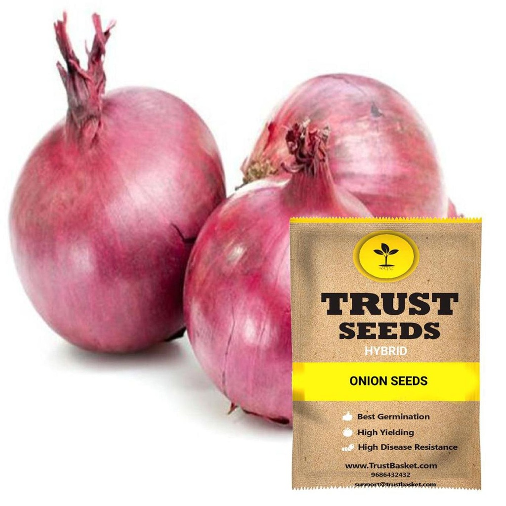 [SDHYVG4034] Onion seeds (Hybrid)