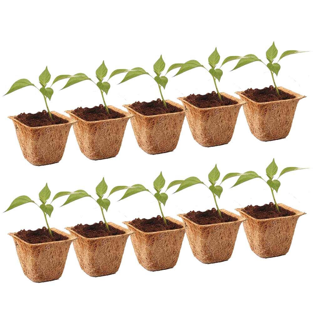 Coir Pots - 6.5 inches (Set of 10)