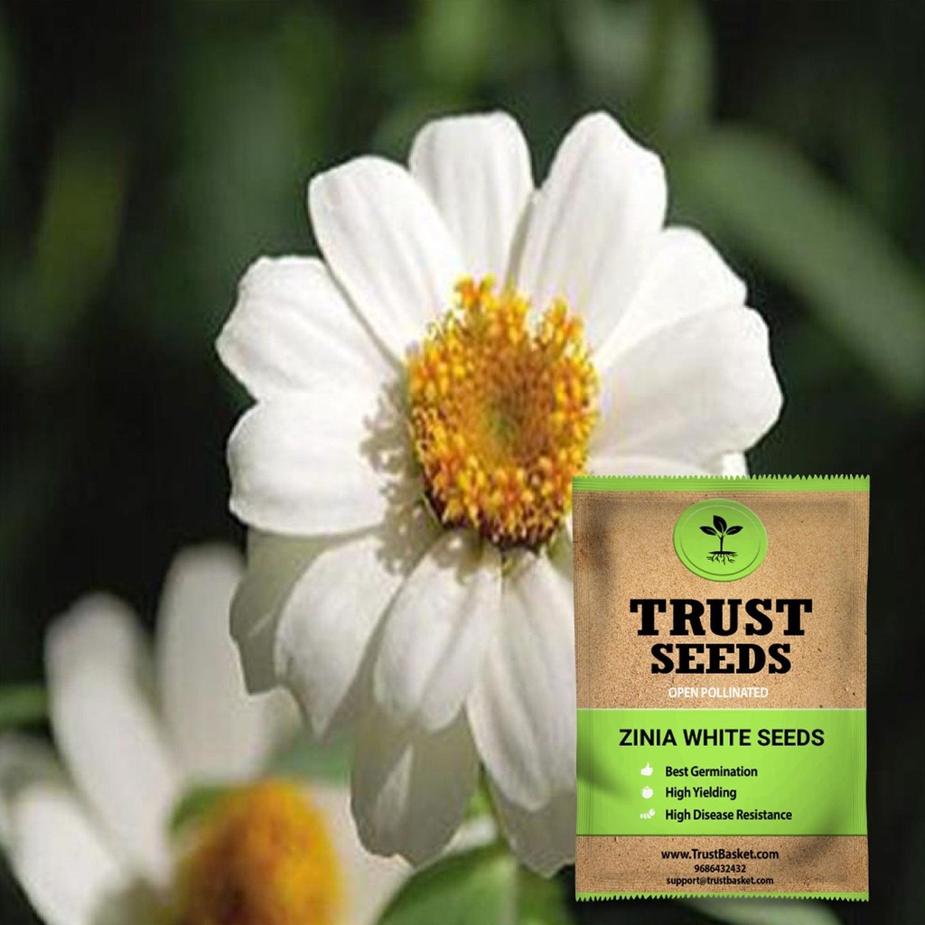 [SDOPFL1546] Zinia white seeds (OP)