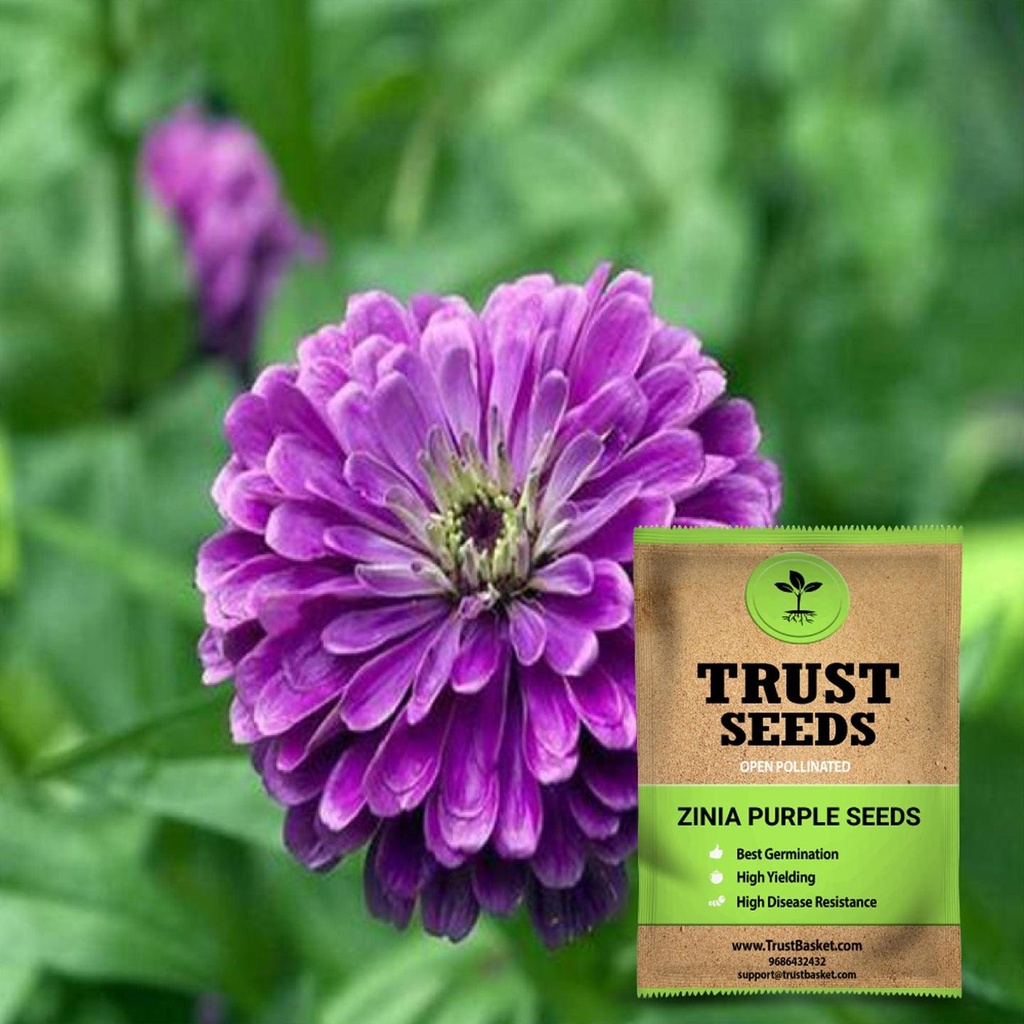[SDOPFL1544] Zinia purple seeds (OP)