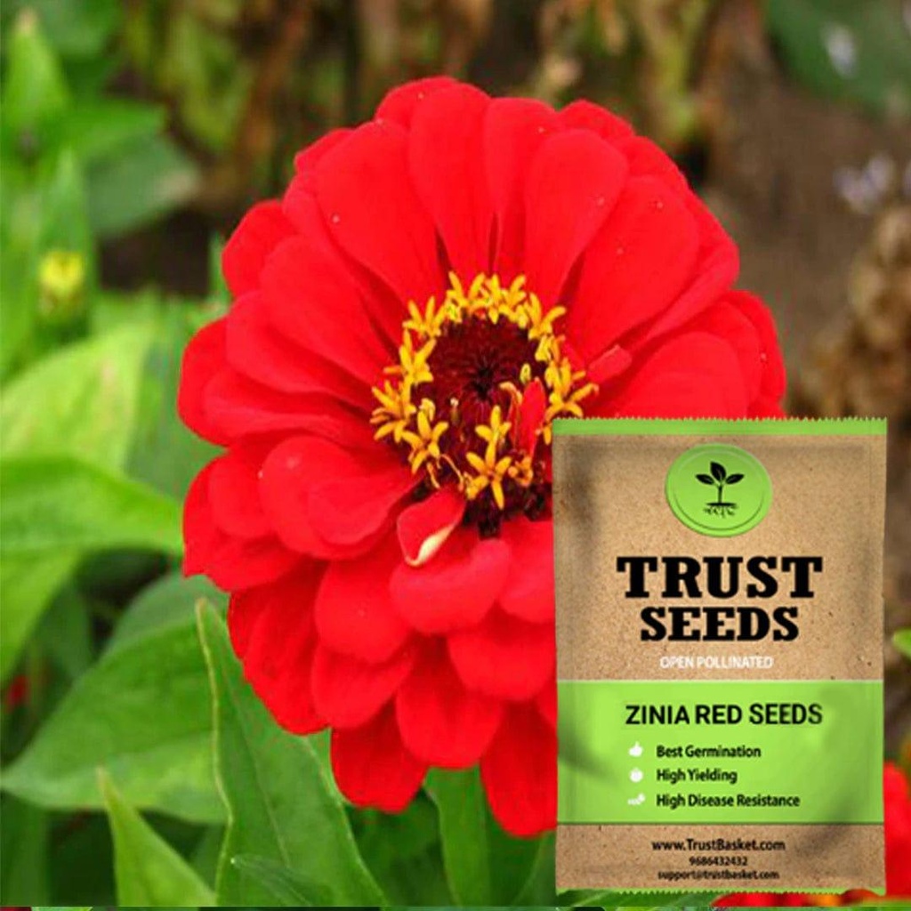 [SDOPFL1545] Zinia red seeds (OP)