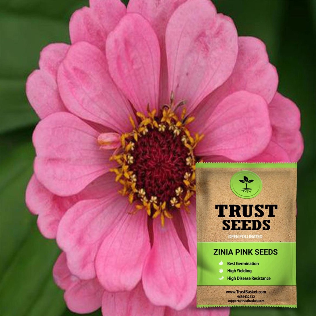 [SDOPFL1543] Zinia pink seeds (OP)