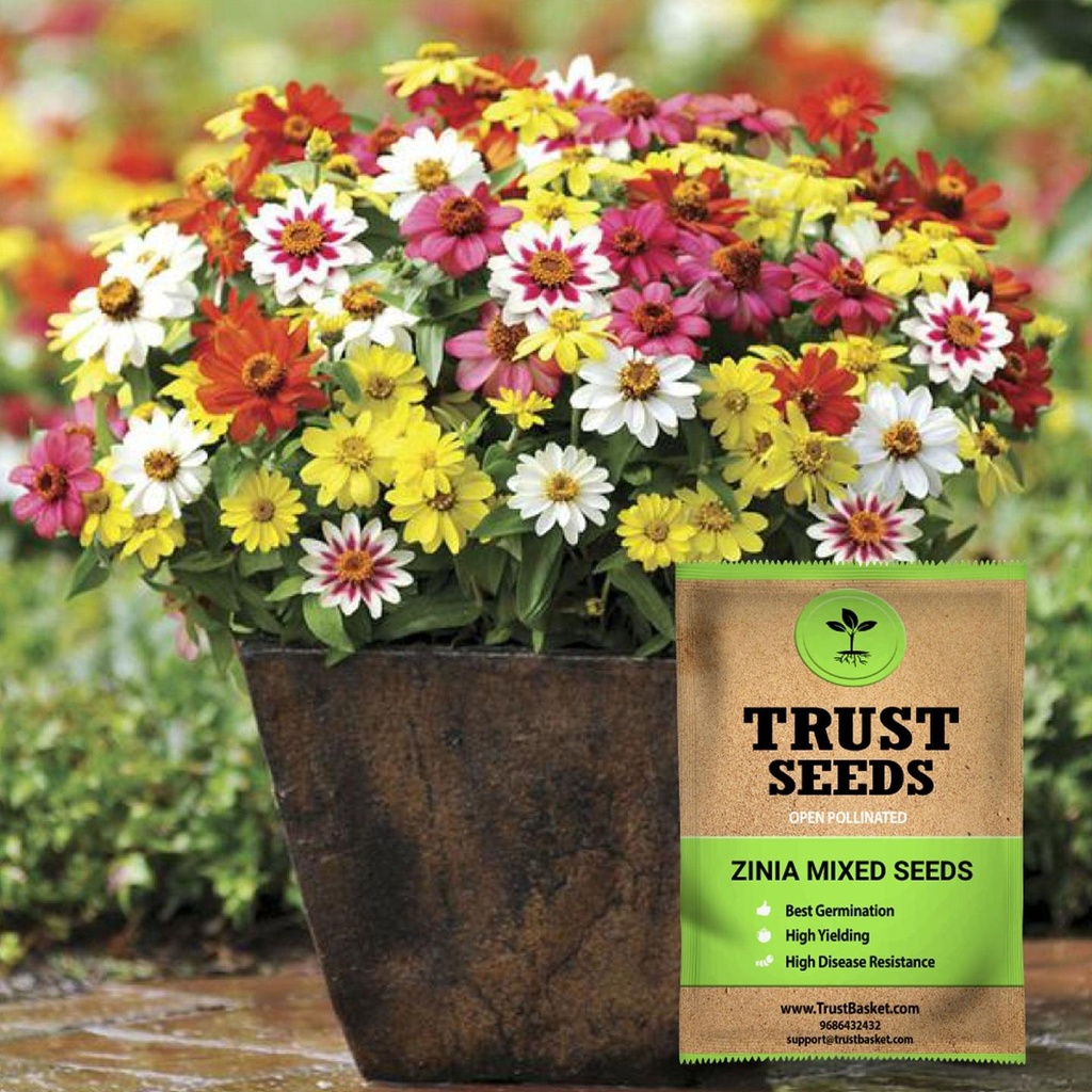 [SDOPFL1541] Zinia mixed seeds (OP)