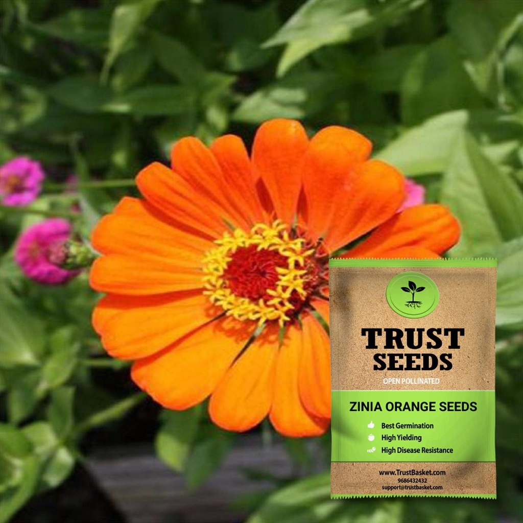 [SDOPFL1542] Zinia orange seeds (OP)