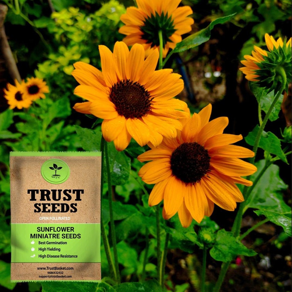[SDOPFL1537] Sun flower miniatre seeds (OP)