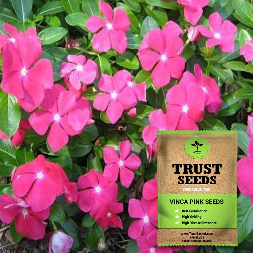 [SDOPFL1538] Vinca pink seeds (OP)